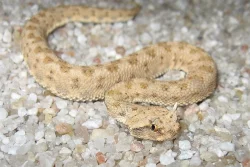 Mláďata hadů NZ:2014: